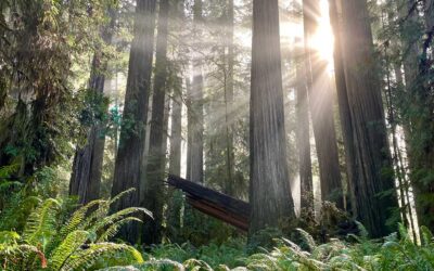 Meet the Titaneers: The Dedicated Team of Volunteers Helping Preserve Redwood National & State Parks’ Grove of Titans