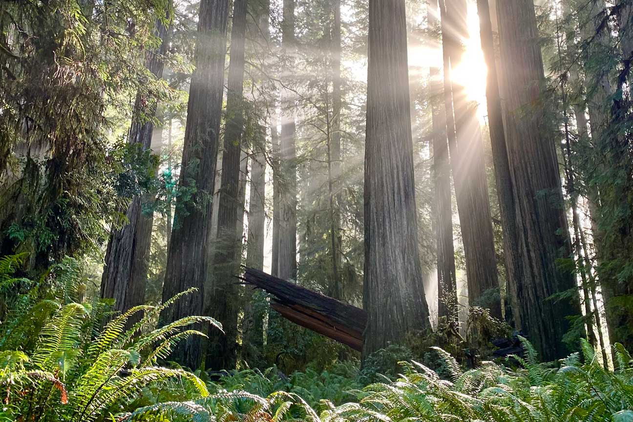 Sunlight streaming through towering redwoods and lush ferns in a forest.