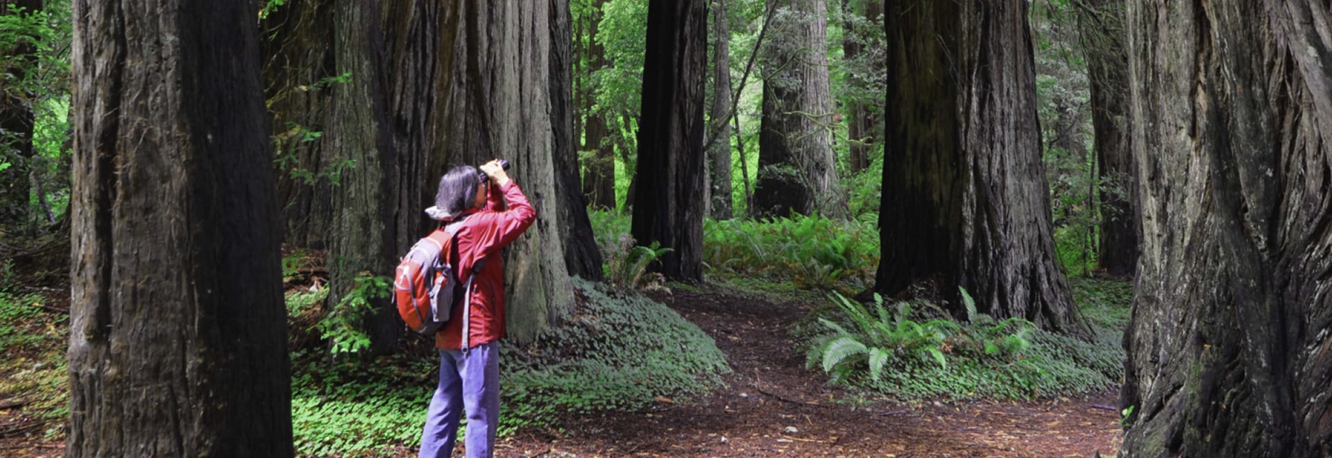 A hiker in a red jacket uses binoculars to observe the breathtaking nature surrounding them in a forest of towering redwood trees, embodying the spirit of exploration and discovery.