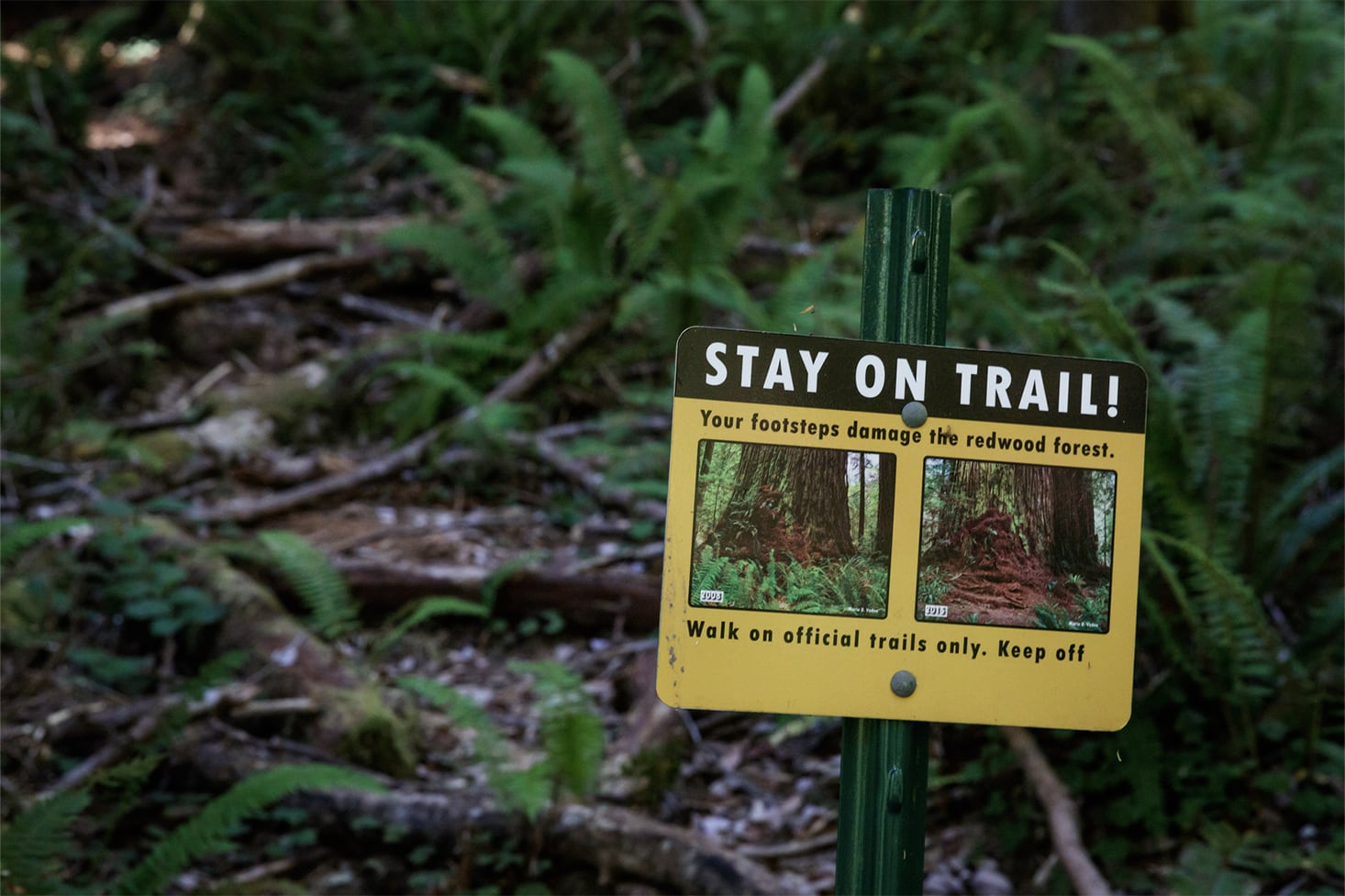 A cautionary sign is mounted on a metal post amidst a dense redwood forest floor, surrounded by a tangle of ferns and fallen leaves. The sign reads 'STAY ON TRAIL! Your footsteps damage the redwood forest. Walk on official trails only. Keep off,' reminding visitors of their responsibility to preserve the delicate ecosystem of this ancient woodland.