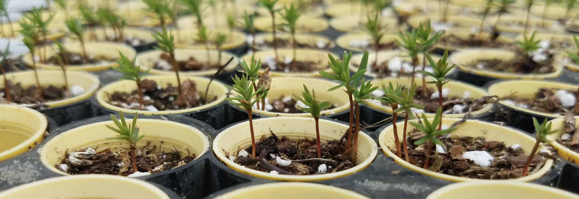 Rows of young redwood saplings growing in circular yellow and black containers, symbolizing the growth and legacy of redwood forests.