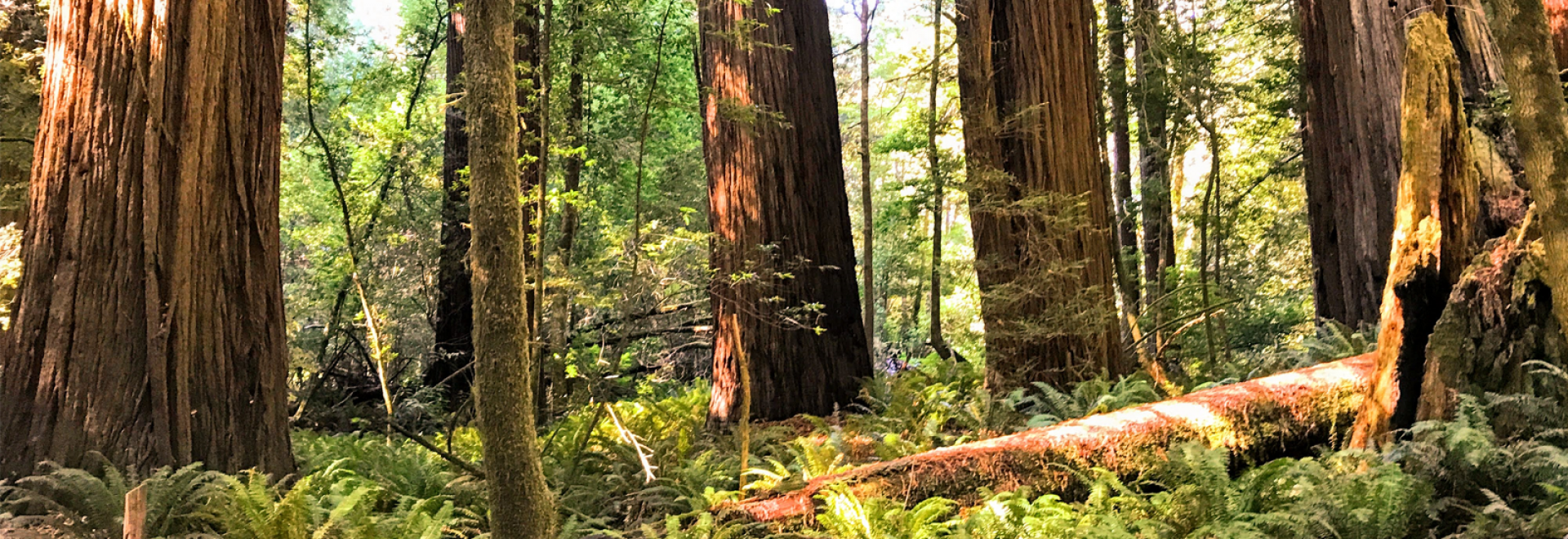 A tranquil forest scene with towering redwood trees, dappled sunlight filtering through the canopy, and a fallen tree trunk resting among lush green ferns and foliage.