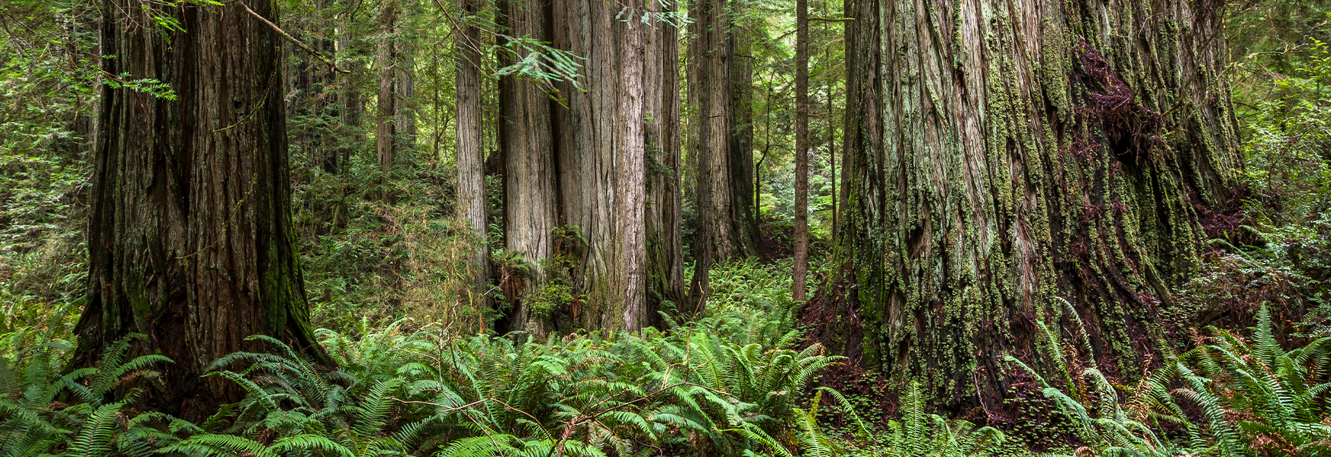 A dense redwood forest with towering, moss-covered trees and vibrant green ferns blanketing the forest floor, creating a lush and tranquil atmosphere.