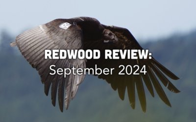 Redwood Review: September 2024