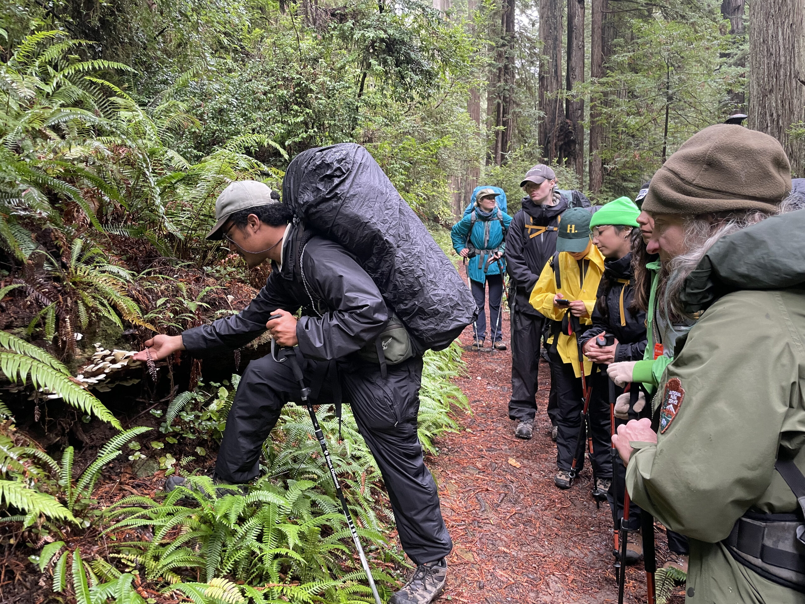 Group of hikers in a forest observing a man examining ferns and mushrooms along the trail. Group of hikers in a forest observing a man examining ferns and mushrooms along the trail.
