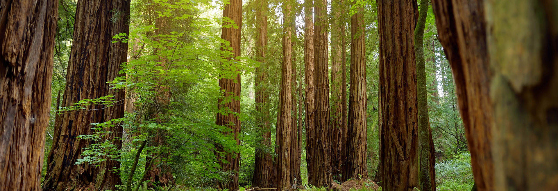 A serene redwood forest with towering trees, lush green foliage, and sunlight filtering through the dense canopy, creating a peaceful and vibrant natural scene.