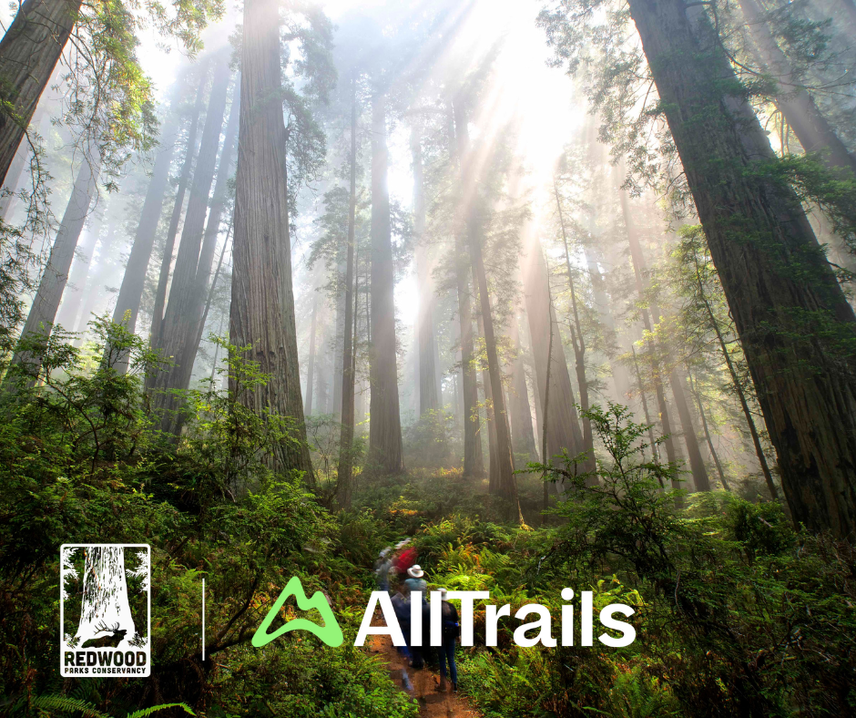 05_29_25-AllTrailsEmail1 People gather in front of a towering tree, representing the Redwood Corps' commitment to conservation and youth engagement.