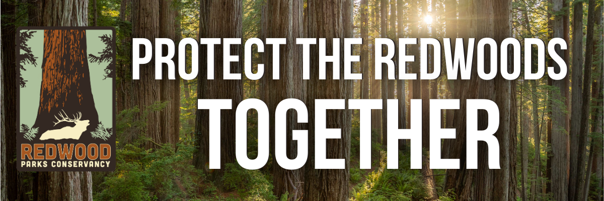 A woman observes a painting, part of the Artist-in-Residence Program highlighting art inspired by Redwood National and State Parks.