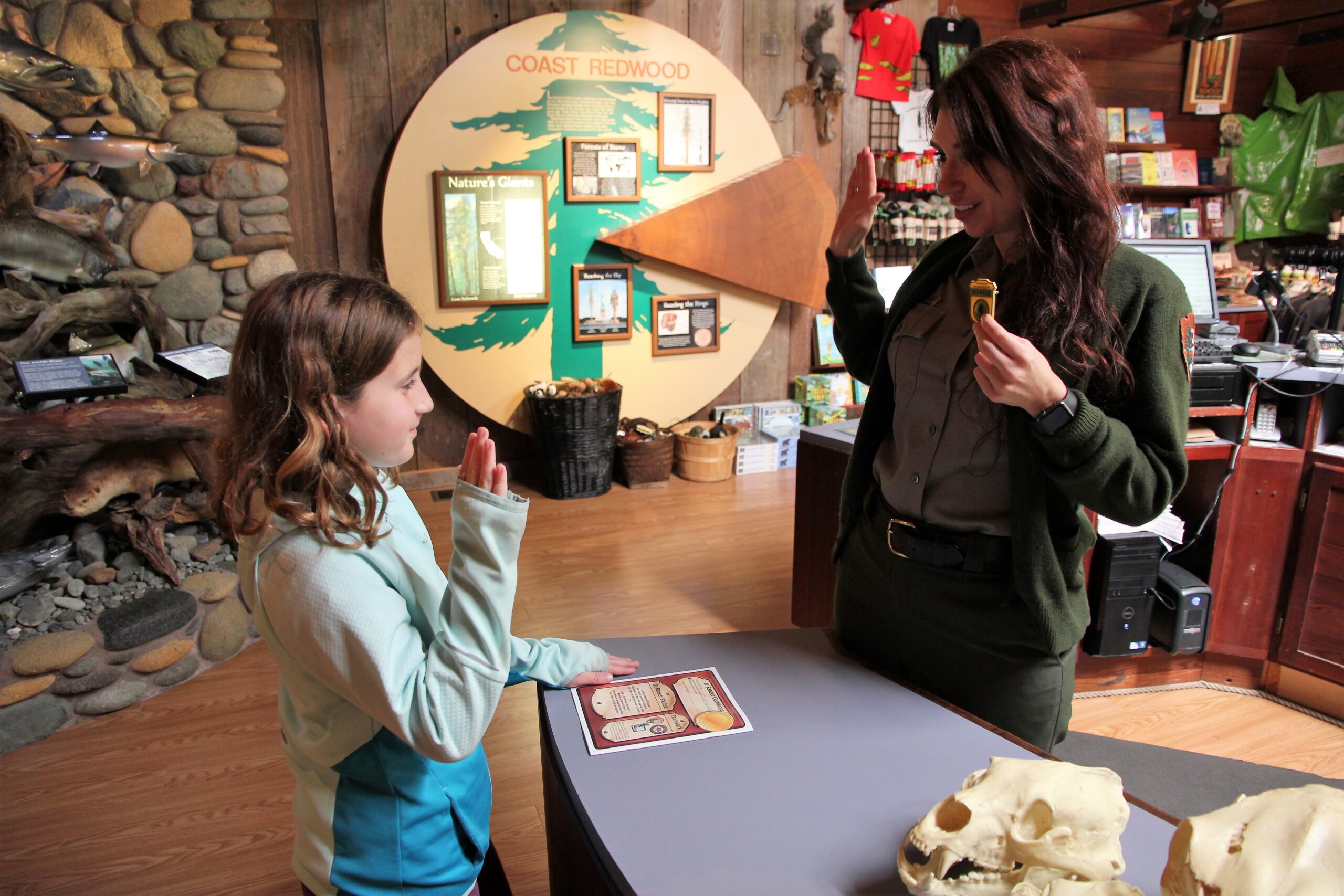 redwoods illustration