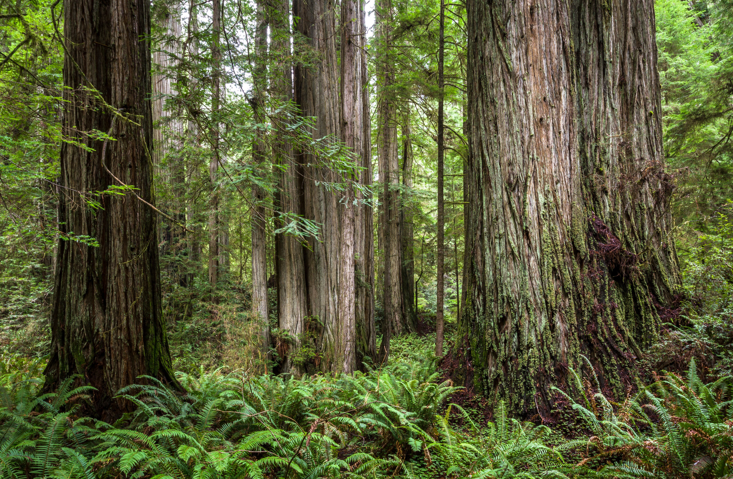 redwoods illustration
