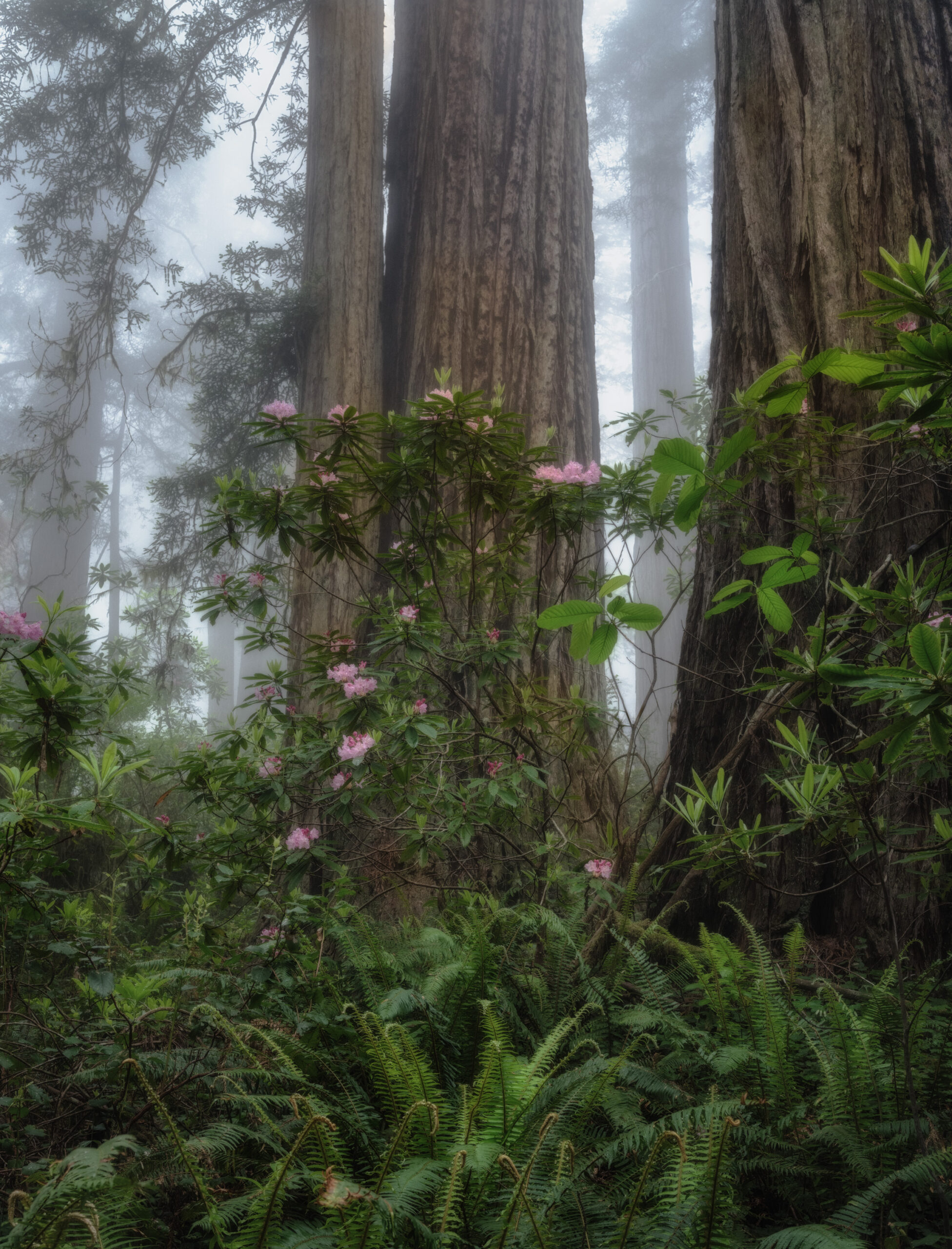 Group of hikers in a forest observing a man examining ferns and mushrooms along the trail.