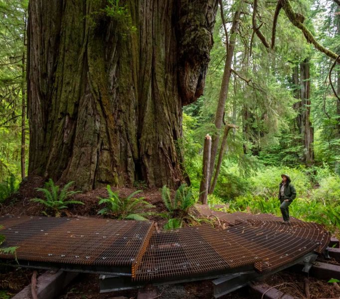 Group of hikers in a forest observing a man examining ferns and mushrooms along the trail.