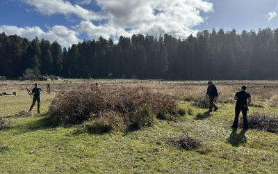 Volunteer with Redwood Parks Conservancy This March to Restore Coastal Habitats