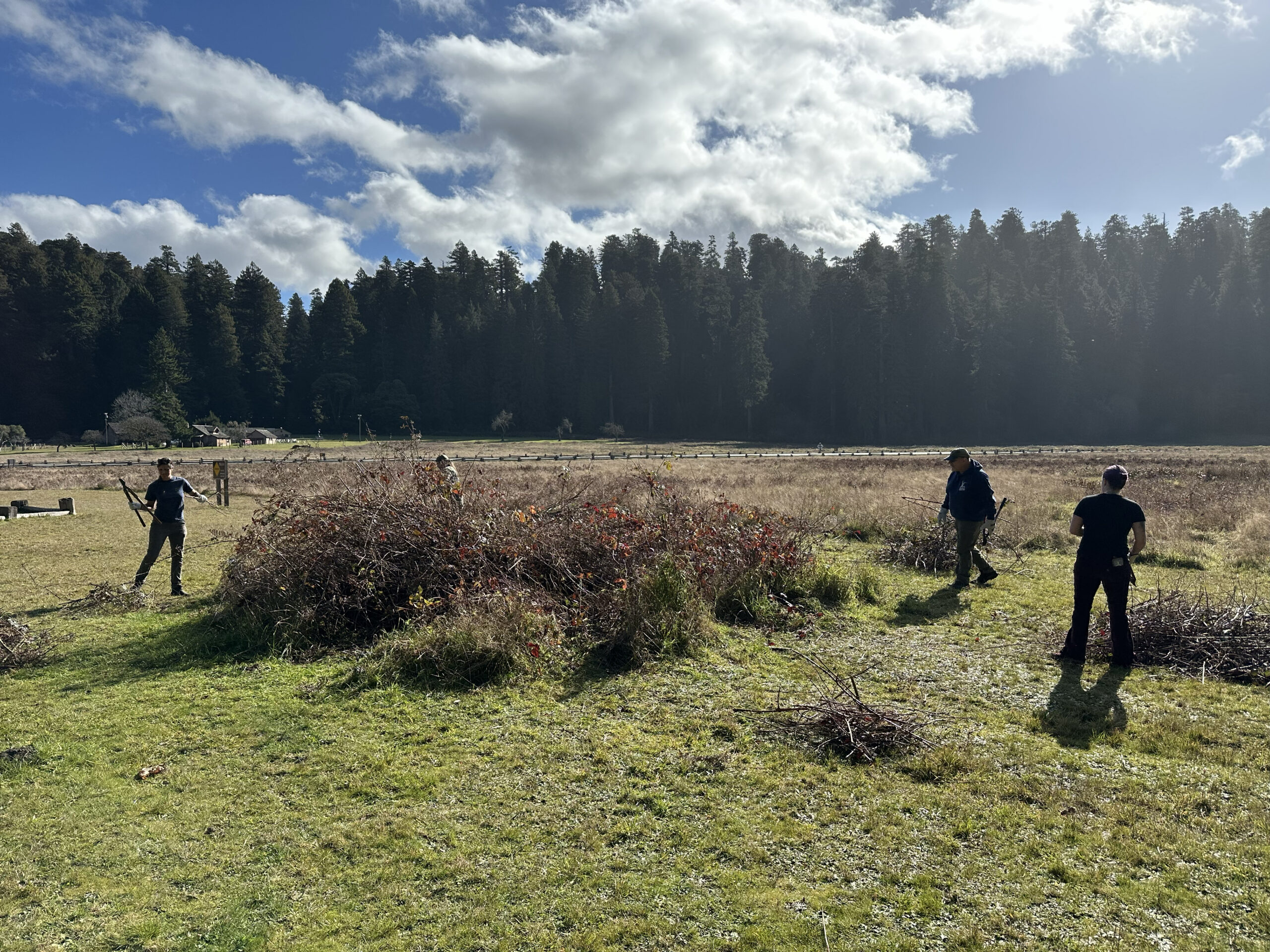 Three people clearing brush in a grassy field with a forest of tall redwood trees in the background under a partly cloudy sky.