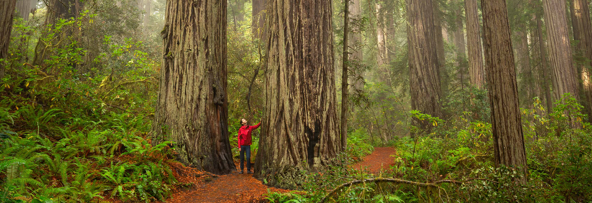 A cheerful family poses together leaning on a wooden fence amidst lush green ferns, with the majestic backdrop of Trillium Forest, enjoying their time in the serene natural setting.