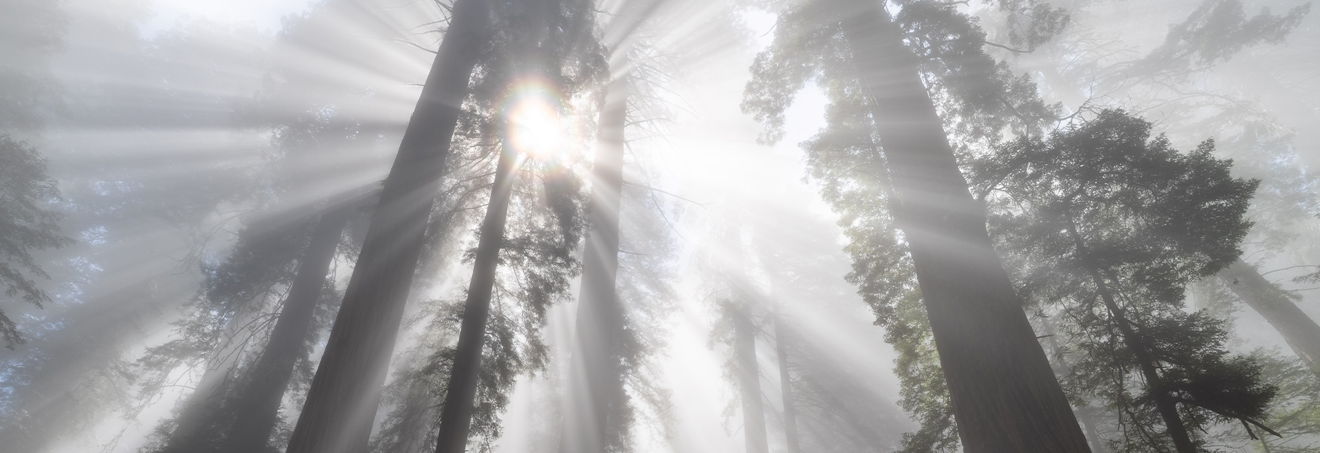 A cheerful family poses together leaning on a wooden fence amidst lush green ferns, with the majestic backdrop of Trillium Forest, enjoying their time in the serene natural setting.