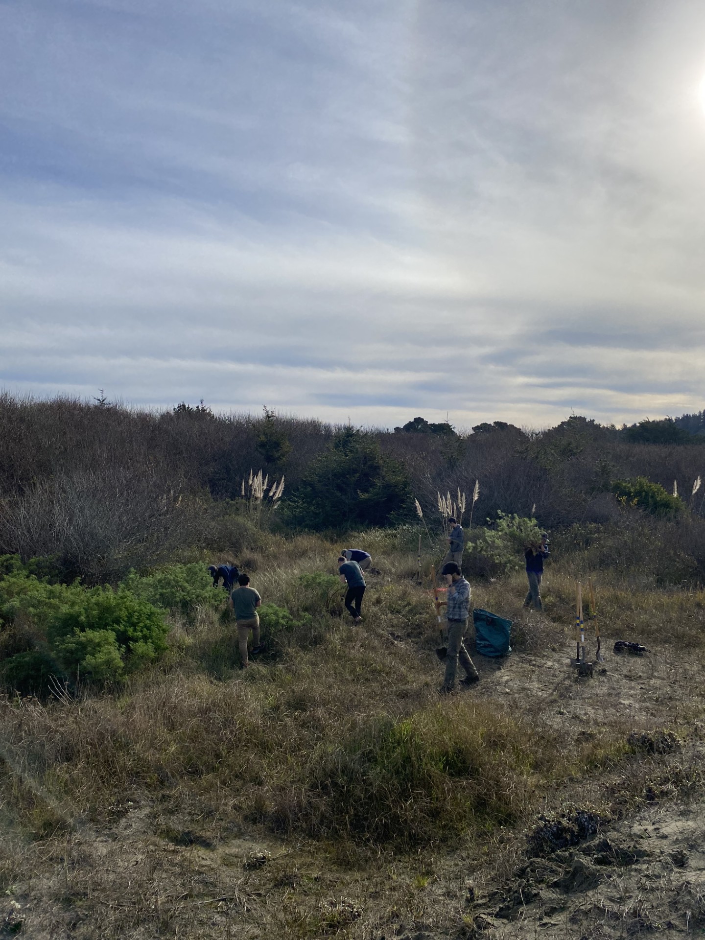 A California condor in flight, representing the conservation efforts to restore this endangered species in Northern California.