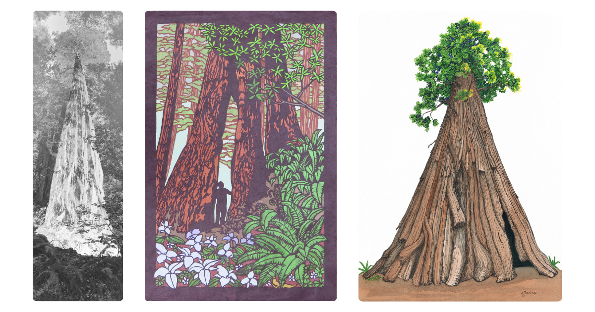 Left to right: “Sequoia Sempervirens Ghost” by Carin Wagner. Oil on linen. “In Awe” by Lorraine Bubar. Papercutting. “Intrepid” by Matt Harline. Ink and watercolor on paper. Images courtesy of Redwood National and State Parks. Images courtesy of the artists and RPC.