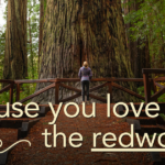 Because you love the redwoods. Photo courtesy of Jon Parmentier.