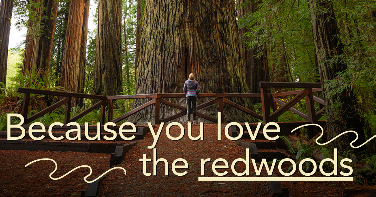 Because you love the redwoods. Photo courtesy of Jon Parmentier.