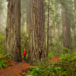 The awe of the redwoods. Photo courtesy of Patrick Mueller.