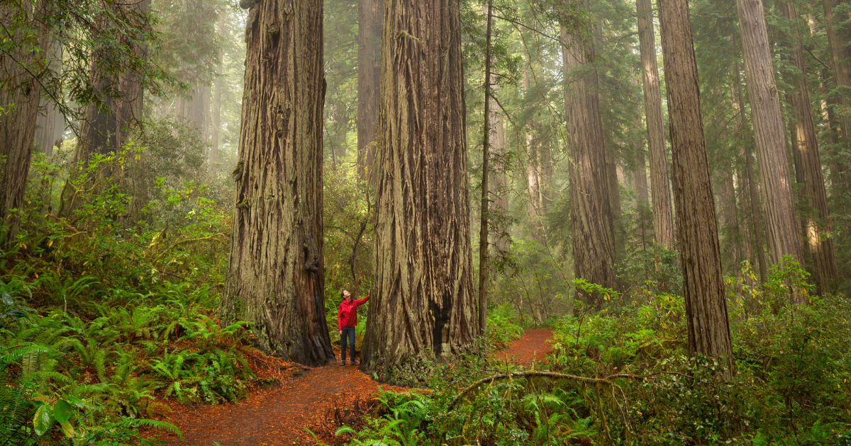 The awe of the redwoods. Photo courtesy of Patrick Mueller.